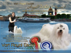 мальтезе питомник Vart Royal Escort